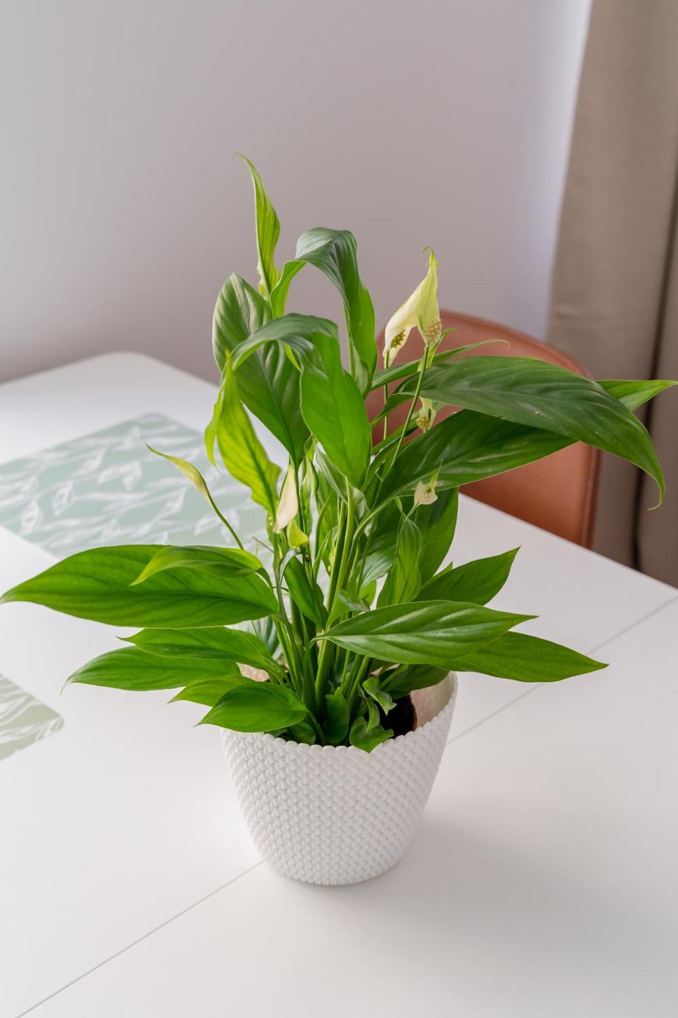 Spacious 1-Bedroom Apartment In The Heart Of Old Town Riga Eksteriør bilde